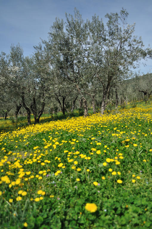 Agriturismo "Antico Frantoio" Foligno Bagian luar foto